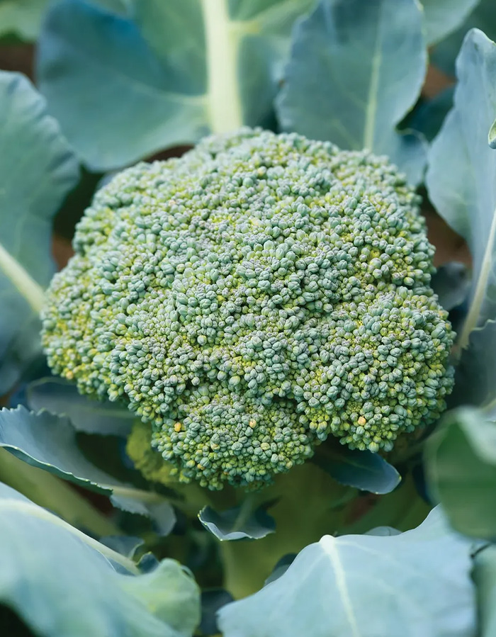 Broccoli Sun King F1