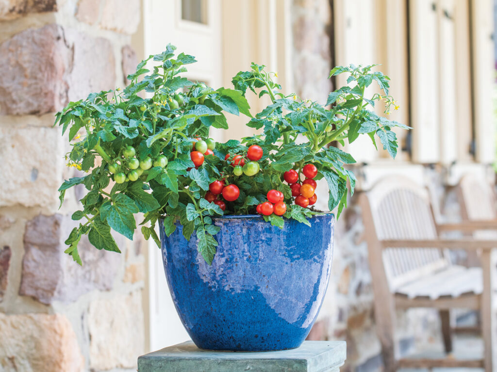 tomato veranda f1 plant with tomatos handing on a patio wall